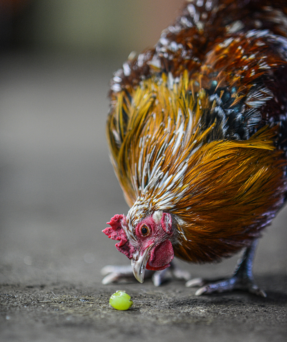 Rescued chicken eating grapes at Tuulispää Animal Sanctuary. Finland, 2015. Jo-Anne McArthur / #unboundproject / We Animals Rescued chicken eating grapes at Tuulispää Animal Sanctuary. Finland, 2015. Jo-Anne McArthur / #unboundproject / We Animals