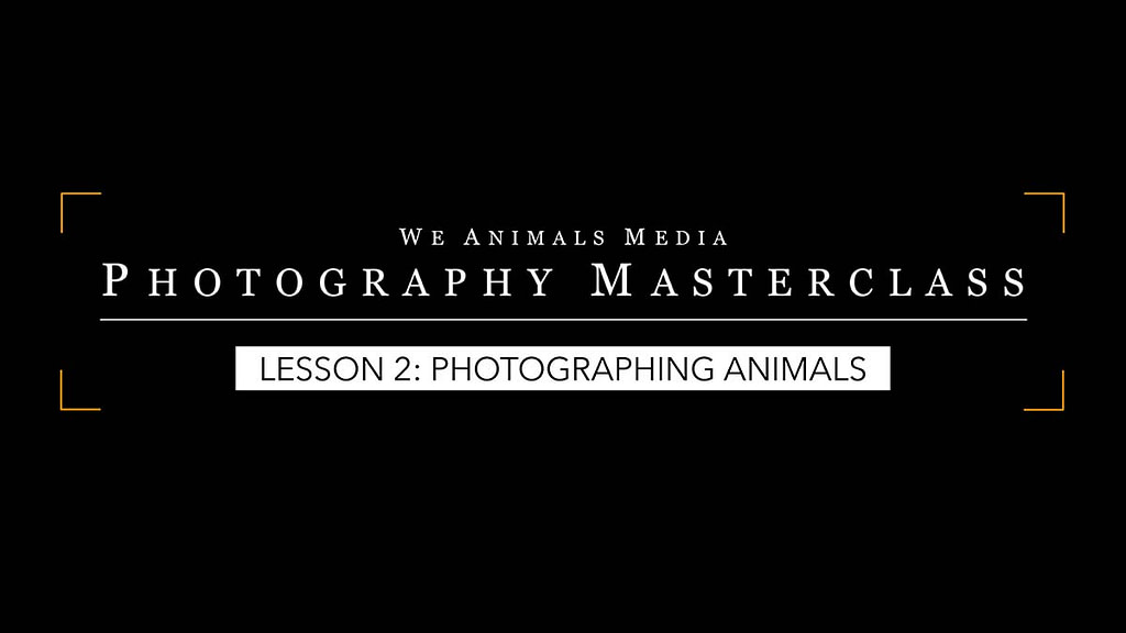 Lesson 2: Photographing Animals