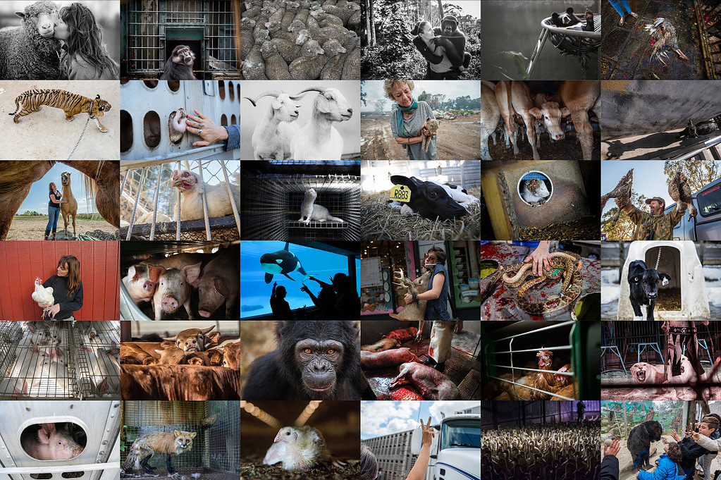 What’s New on the We Animals Stock Platform