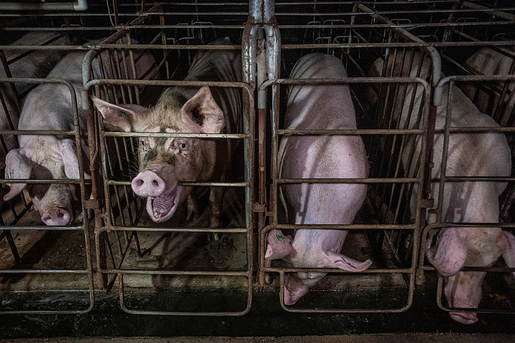 Use Animal Images That Matter