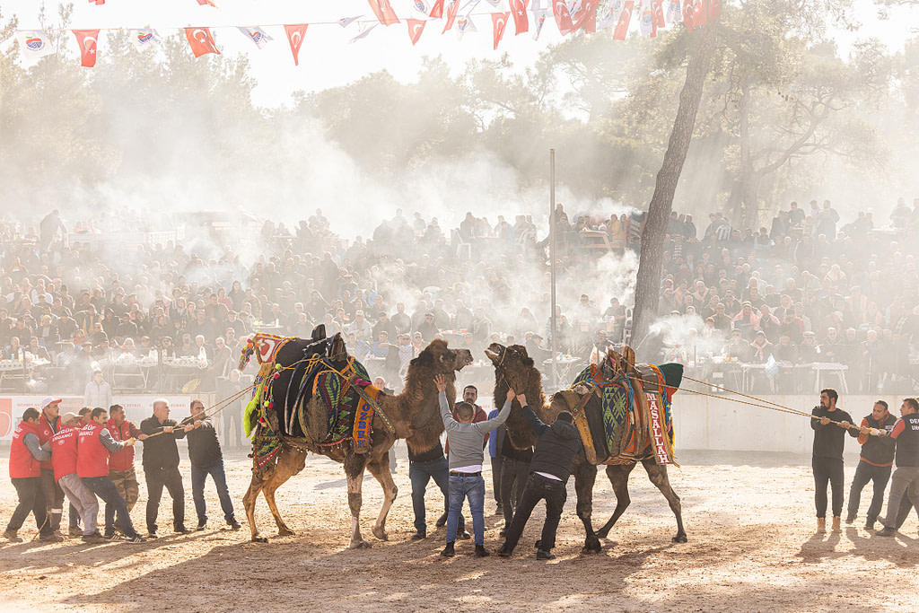 Forced to Fight: Documenting Camel Wrestling in Türkiye