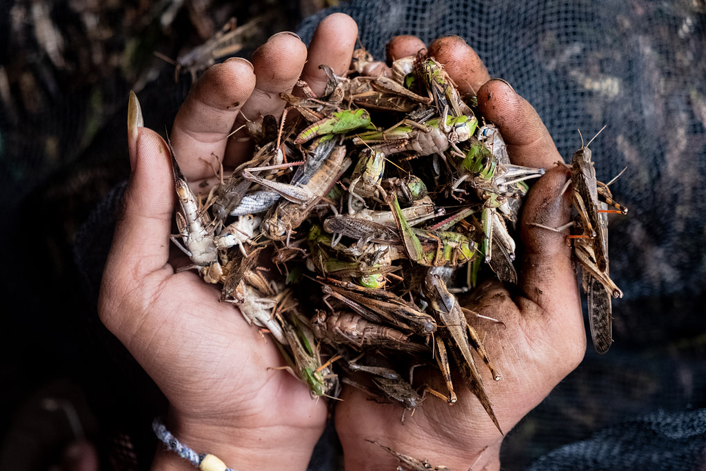 Documenting Grasshopper Catching and Cricket Farming in Indonesia