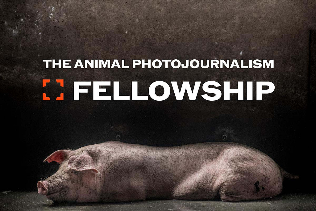 Animal Photojournalism Fellowship