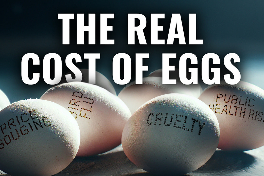 A Global Investigation Exposes the Hidden Lives of Caged Hens