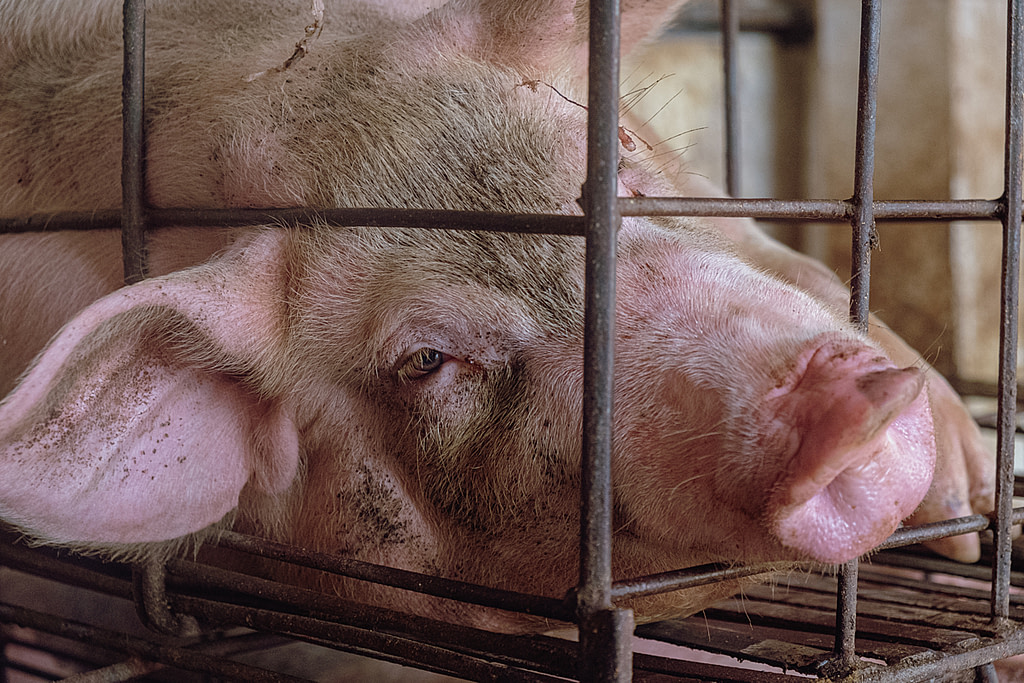Inside Bali’s Unregulated Pig Slaughterhouses