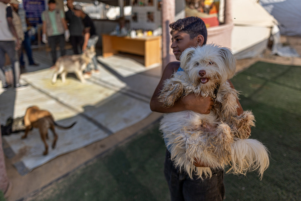 The Soul of Gaza: Animals Amid War