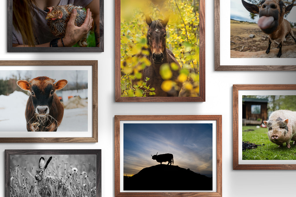 We Animals 2025 Holiday Prints