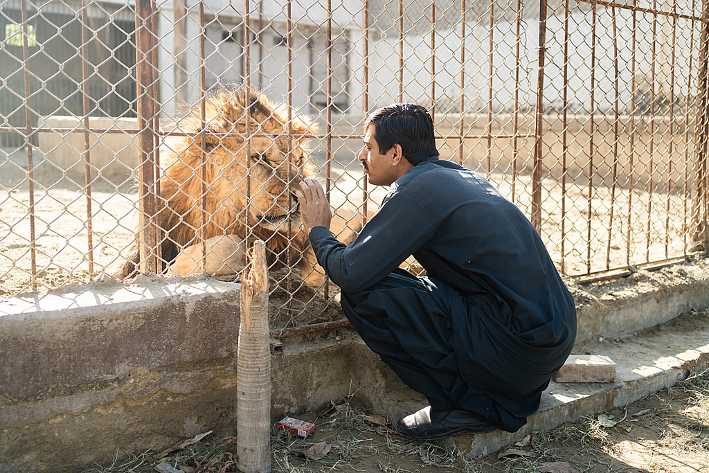Lions and Tigers in Cages: Documenting Pakistan’s Private Big-cat Zoos