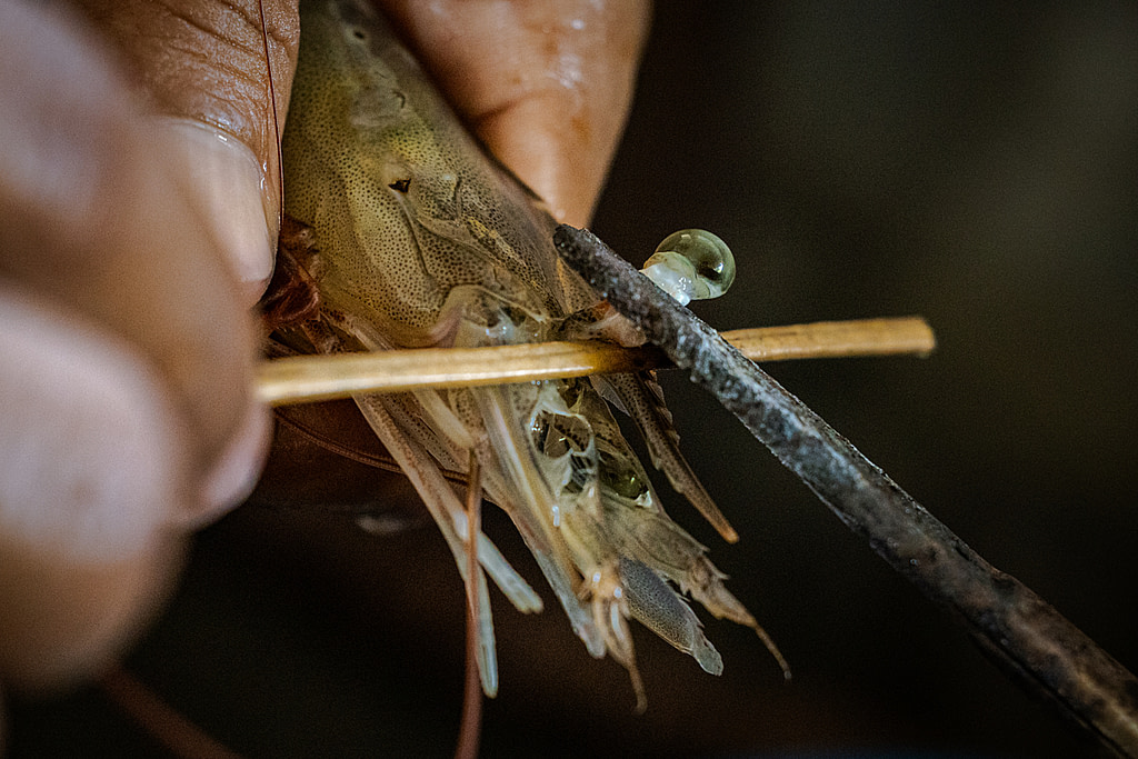 Billions Raised, Rarely Seen: Inside the Global Shrimp Farming Industry