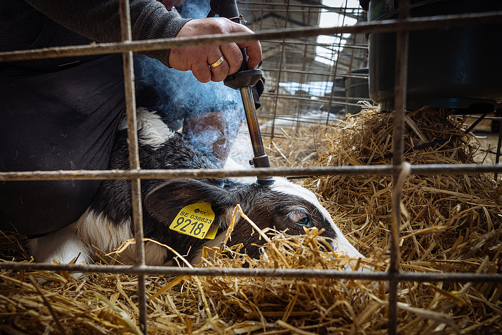 Inside Sweden’s Dairy Industry