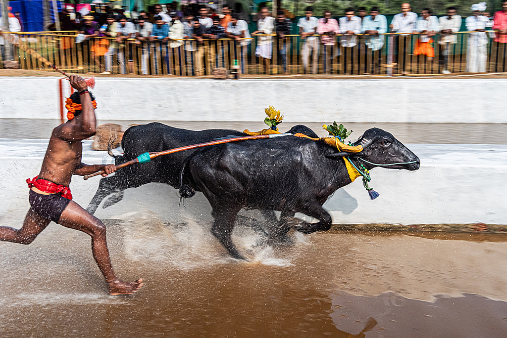 Buffalo Racing: A Closer Look at India’s Controversial Sport