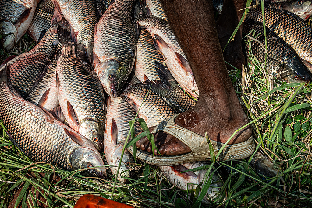 Fish Die Quietly: Scenes From Fish Harvesting in India