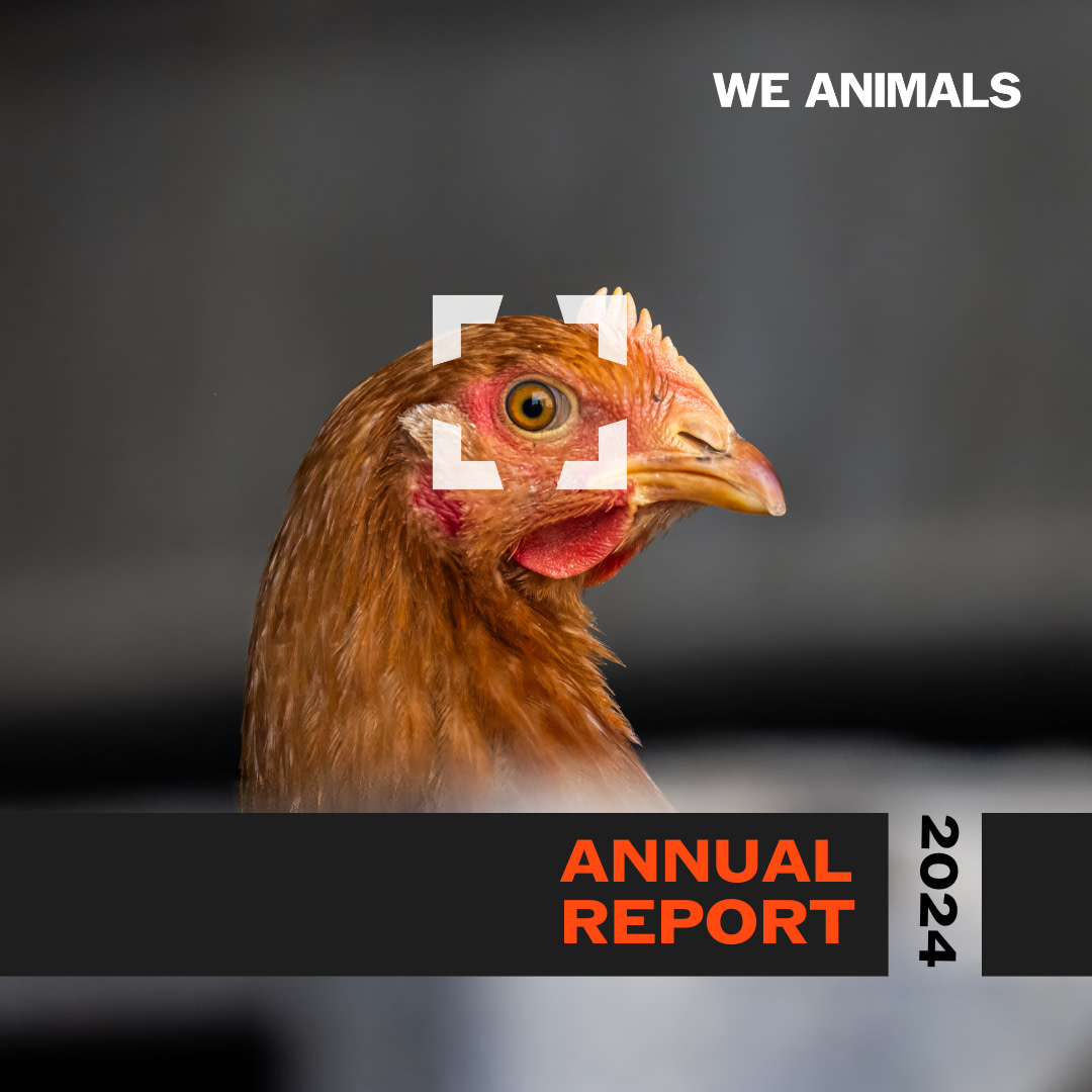 Libuska, a rescued hen suffering from yolk peritonitis, waits with her rescuer in a treatment room while veterinarian Dr. Kristyna Pokrupova determines a course of treatment. Veterinary Clinic ExoCare, Brno, South Moravian Region, Czechia, 2024. Lukas Vin