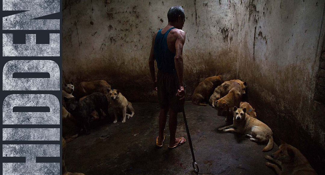 Man with Dogs | Jose Valle