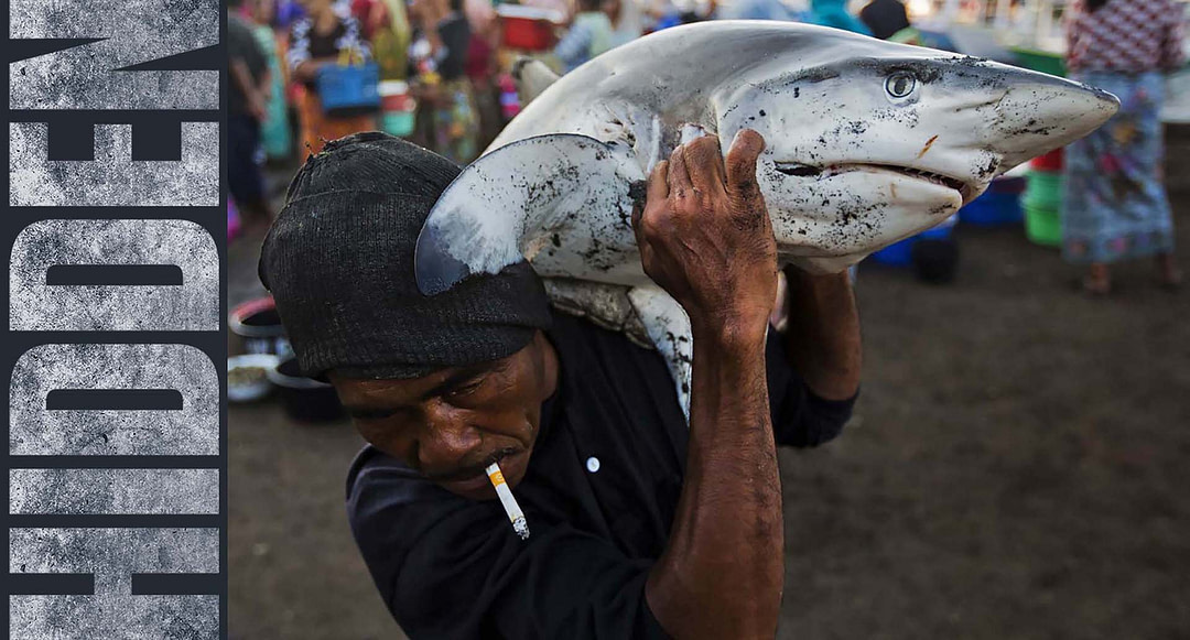 Man With Shark | Paul Hilton