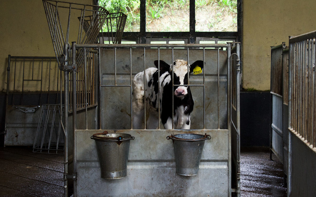 Interview with Amy Jones and Paul Healey of Moving Animals