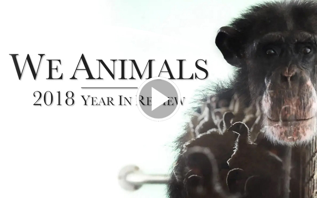 2018: A Year In Review