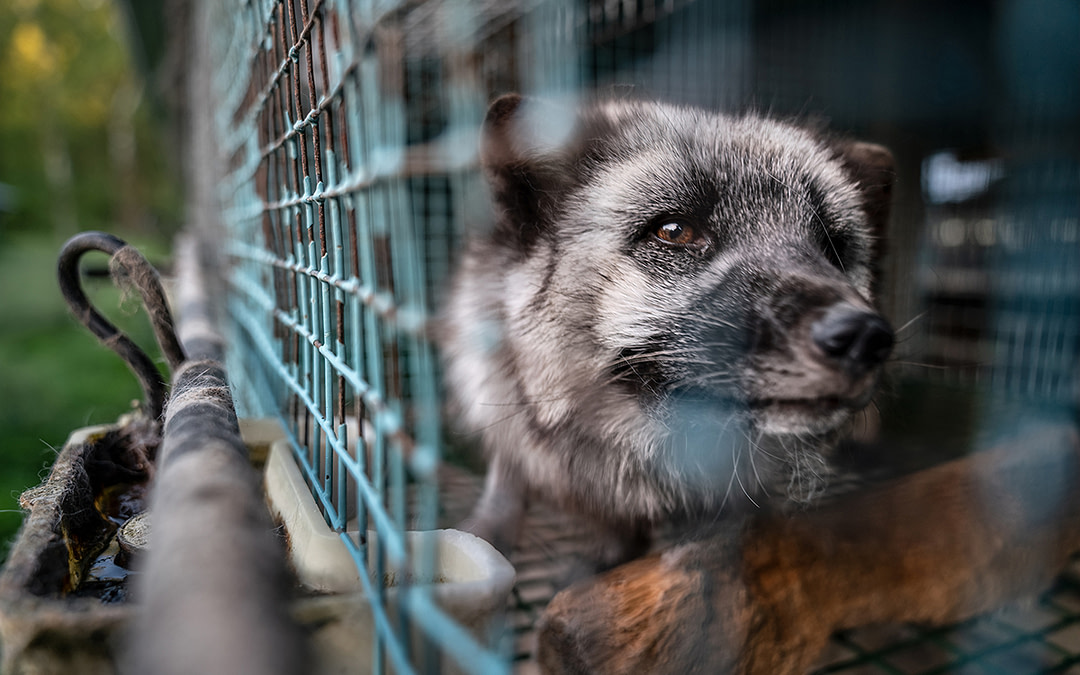 Interview with Undercover Investigator and Photographer Kristo Muurimaa