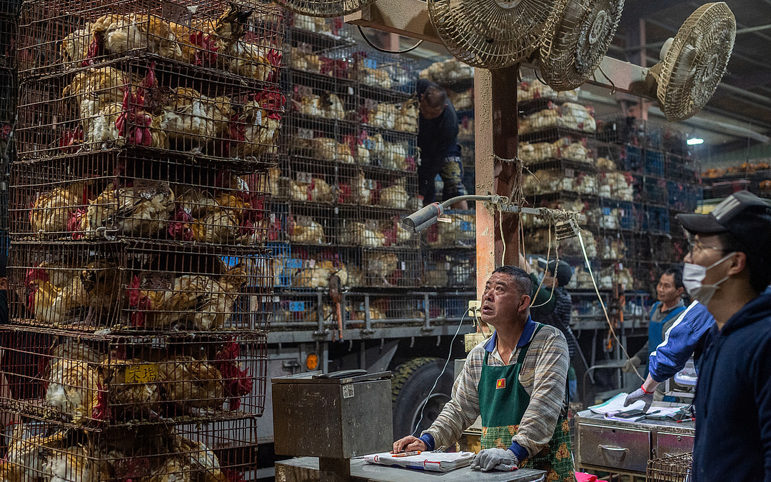 Vote For Animal Photojournalism In The PA2F Environmental Photography Award 2024