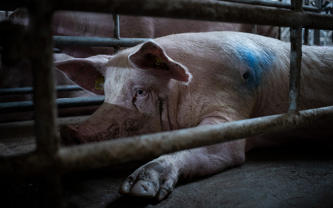 Interview with Photographer Timo Stammberger