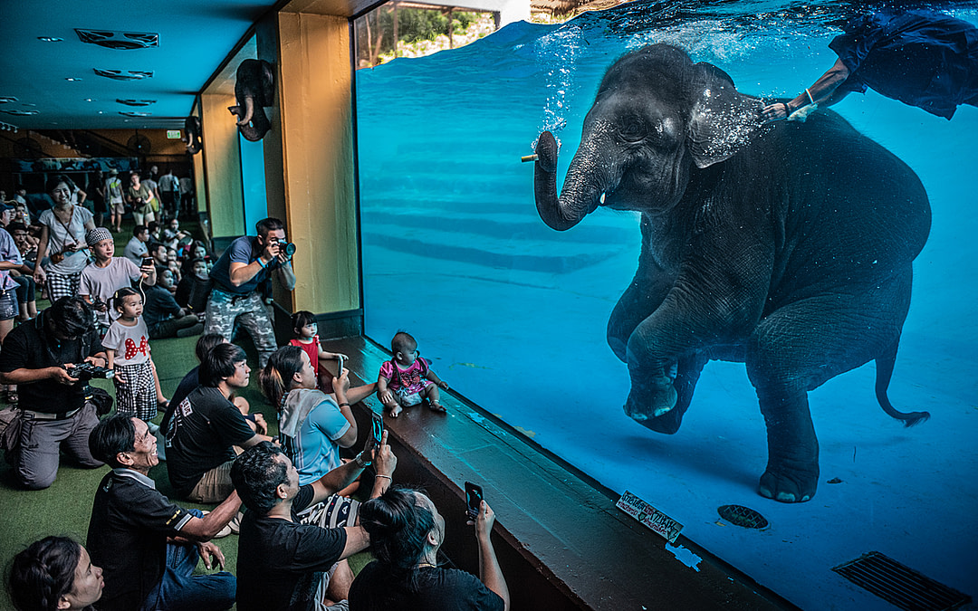 Interview with Wildlife Photographer Adam Oswell