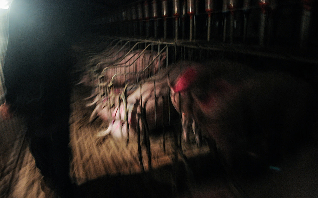 World Press Freedom Day: How Ag-Gag Limits Animal Photojournalism
