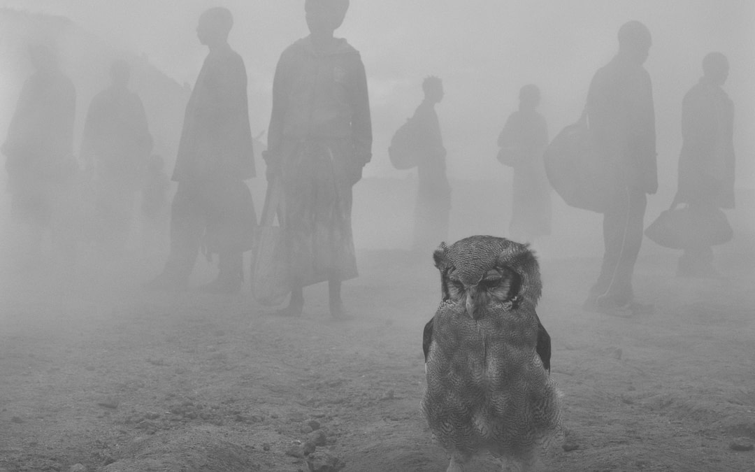 Nick Brandt and Jo-Anne McArthur On Photography and Creating Change for Animals