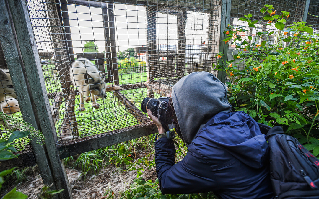 An Exposé of Fur Farming in Quebec