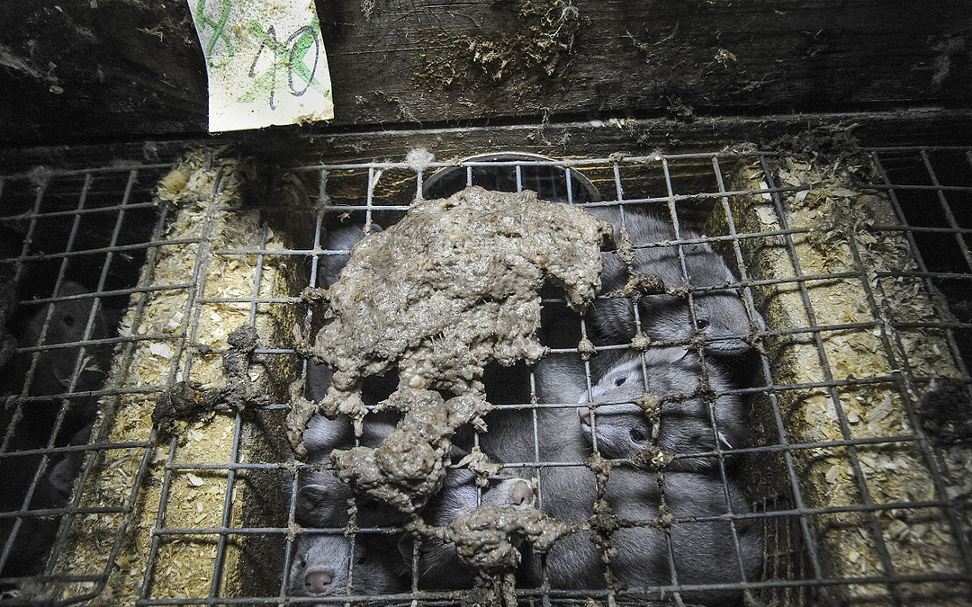 Jo-Anne McArthur Awarded Highly Commended in Wildlife Photographer Of The Year 2022