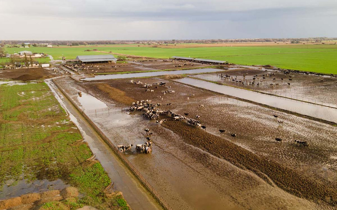 Assignment: Farmed Animals in Northern California’s Flood Zones