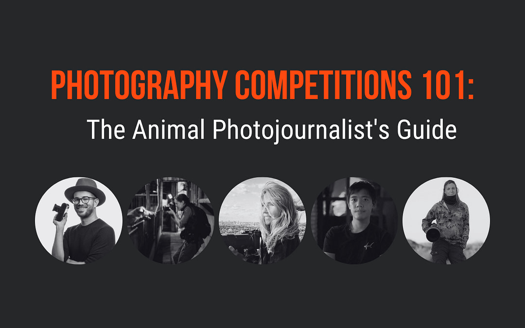 Photography Competitions 101: The Animal Photojournalist’s Guide