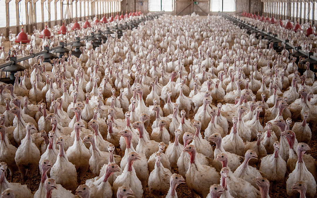 New Report Warns of Zoonotic Disease Risk from US Animal Industries