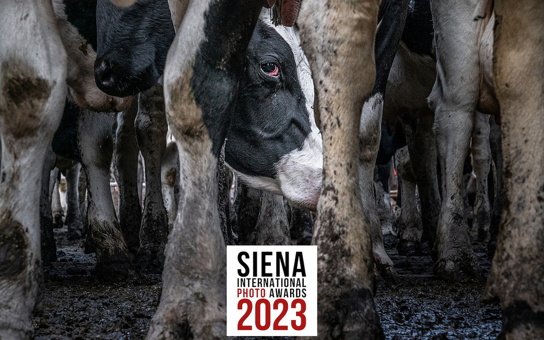 Animal Photojournalism Wins at Siena International Photography Awards 2023
