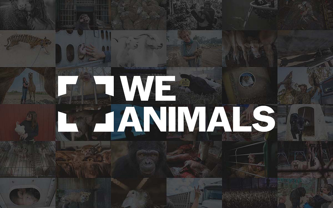 Introducing the We Animals Brand Evolution