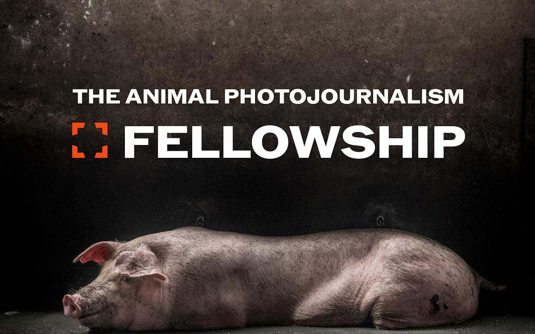 Animal Photojournalism Fellowship