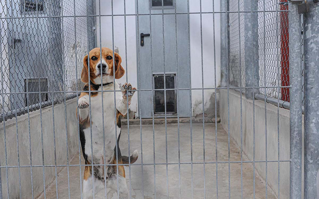 Featured Gallery: Animals and Research