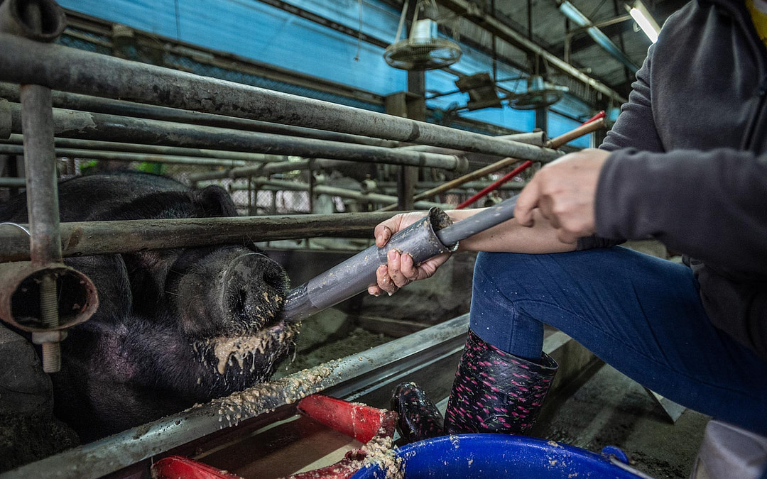 The Pigs of God: Force-fed then slaughtered for spectacle