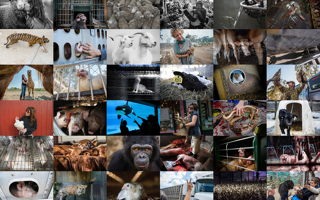 What’s New on the We Animals Stock Platform