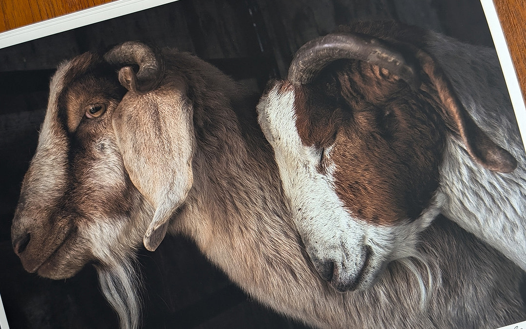 We Animals 2024 Holiday Prints Fundraiser