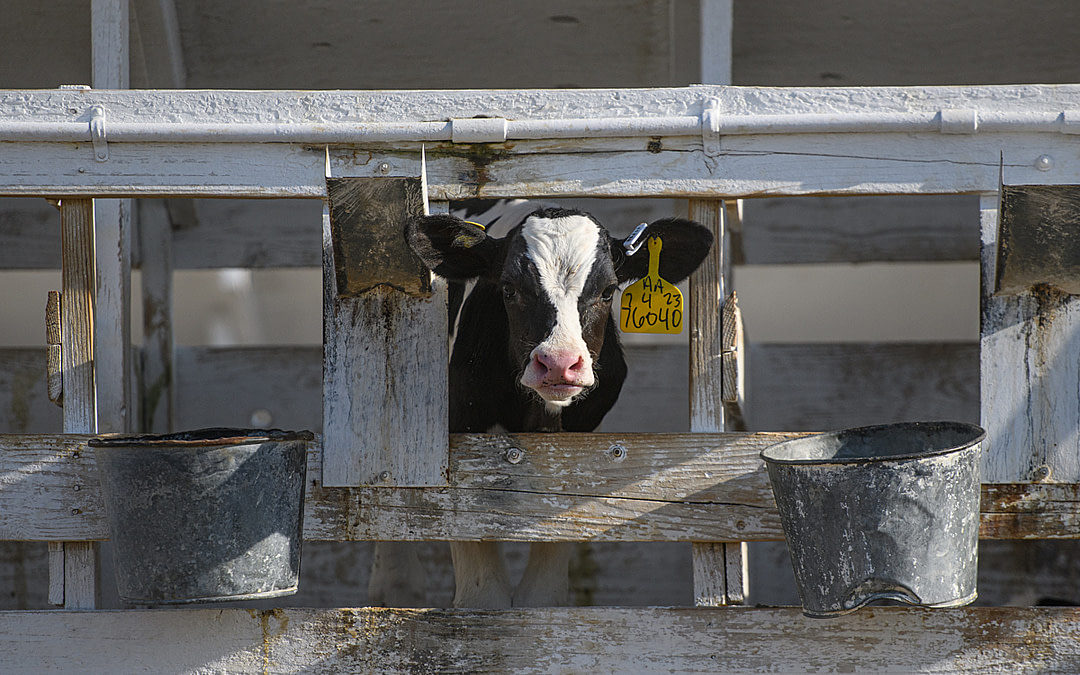 Heat, Confinement and Disease: The Reality Behind California’s Dairy Farms