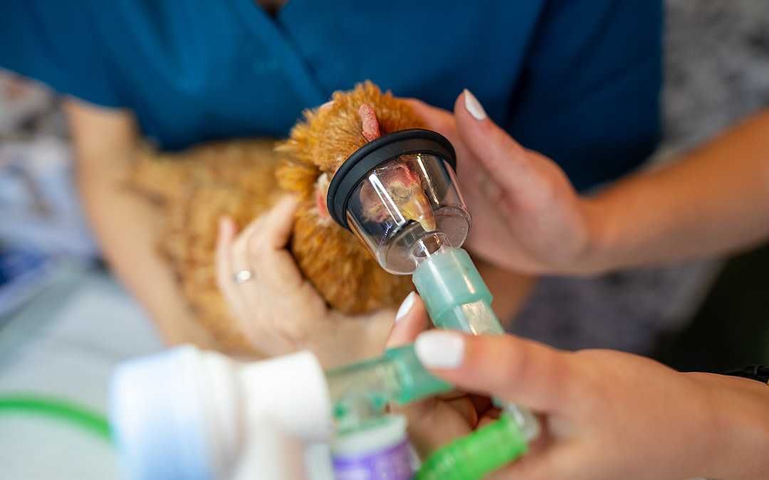 After the Rescue: Czechia’s Vets Helping Farmed Animals