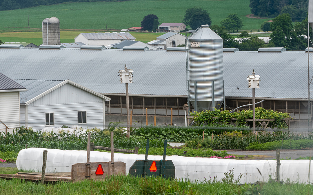 Investigation Exposes Truth Behind Egg Industry’s Deceptive Marketing Claims