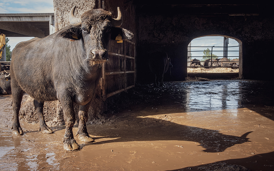 Behind the Label: An Investigation into Italy’s Buffalo Mozzarella Industry