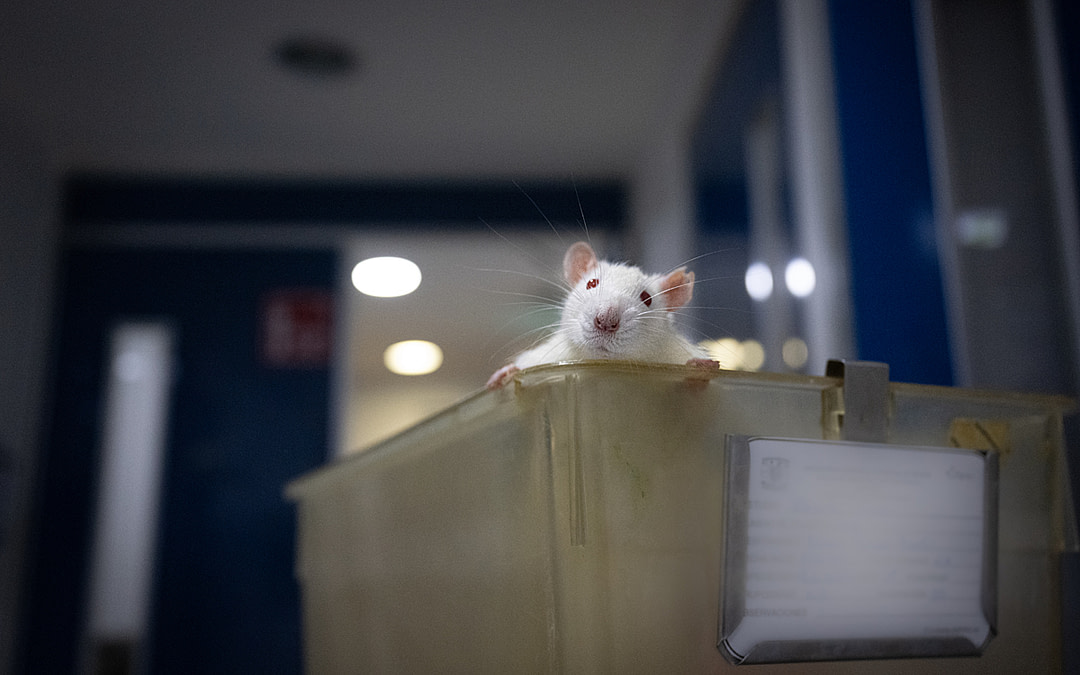 Rats Solve Puzzles and Mice Recognize Us: A Rare Glimpse into Life for Animals in Labs