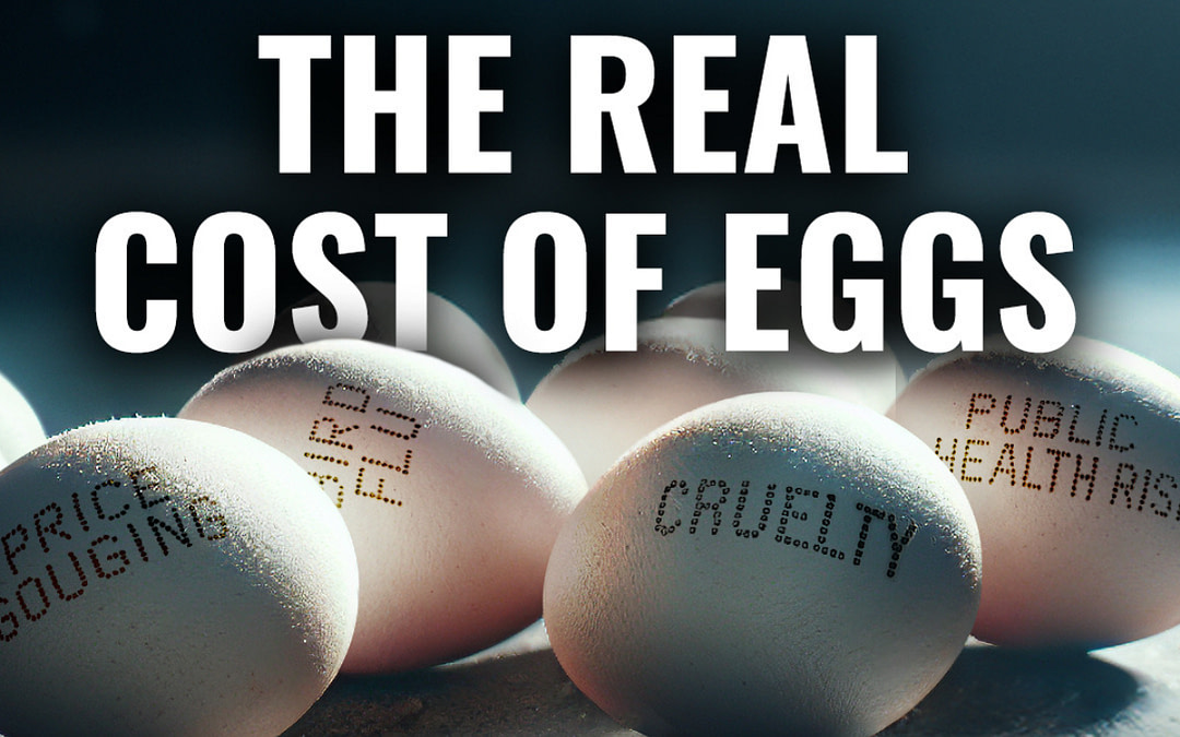 A Global Investigation Exposes the Hidden Lives of Caged Hens