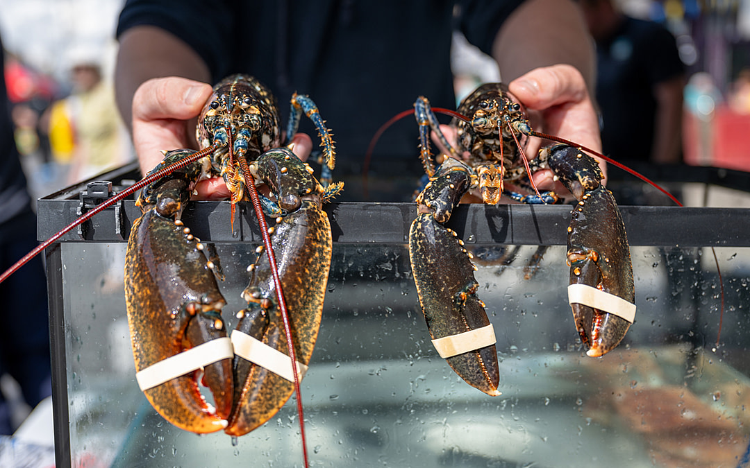 The Lobster Capital of Europe—and What That Really Means