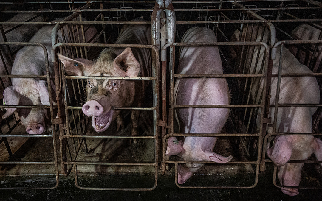 Use Animal Images That Matter