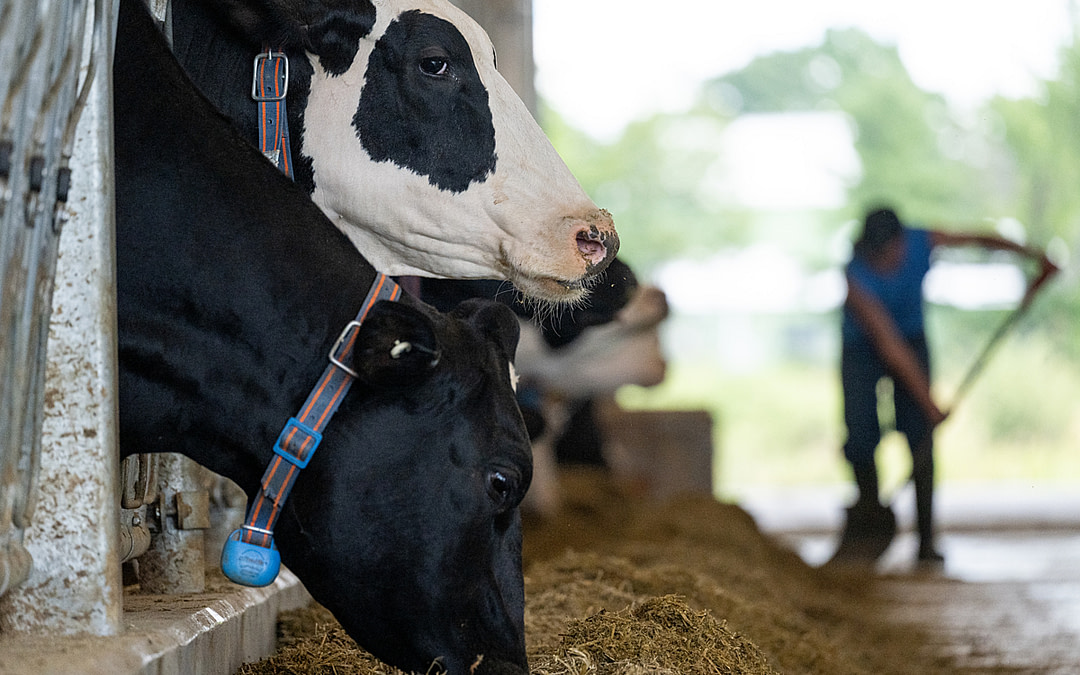 A Rare Glimpse Inside Canada’s Prison Farms
