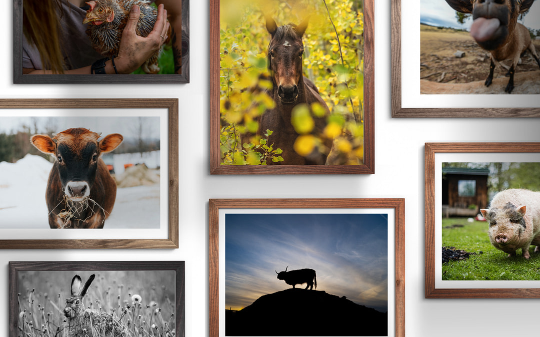 We Animals 2025 Holiday Prints