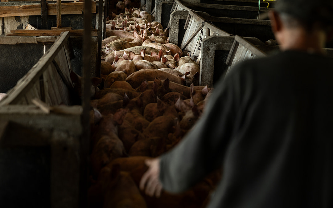 Brazil’s Meat Machine, Up Close